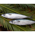 Ventas calientes Seafrozen Pacific Mackerel 100-200 200-300G